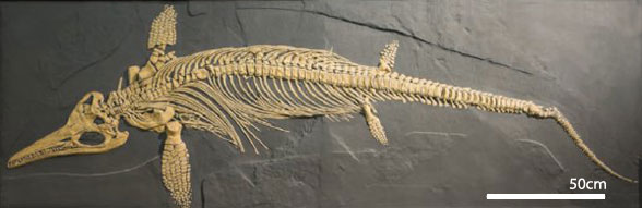 Ichthyosaurus communis insitu