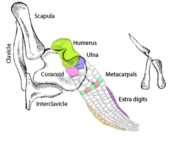 Ichthyosaurus pectorals