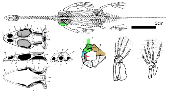 Keichousaurus