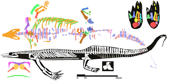 Largocephalosaurus