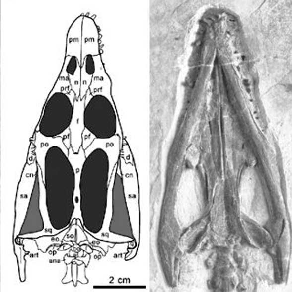 Lariosaurus skull