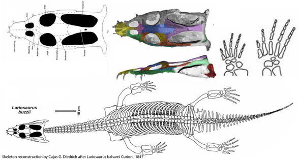 Lariosaurus