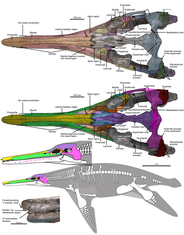 Luskhan skeleton