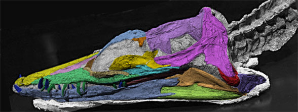 Nichollssaura skull lateral