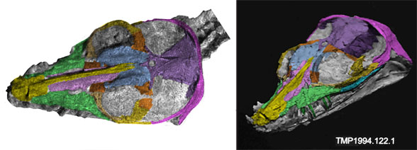 Nichollsaura skull