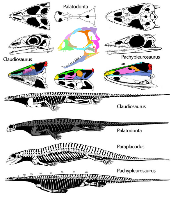 Palatodonta