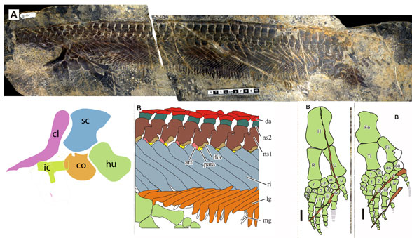 Parahupehsuchus