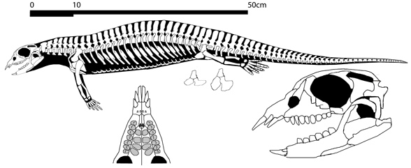 Paraplacodus