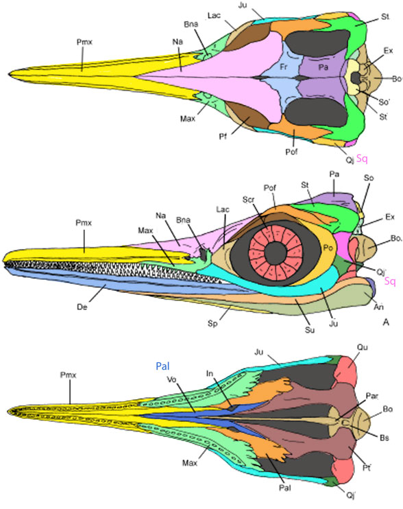 Platypterygius_longmanni