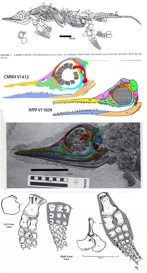 Qianichthyosaurus