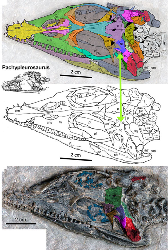 Qianxisaurus