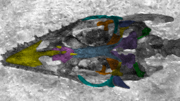 Serpianosaurus skull in situ