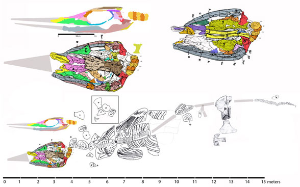 Shastasaurus sikanniensis