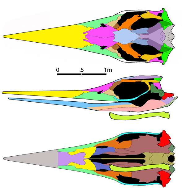 Shonisaurus sikannienensis skull