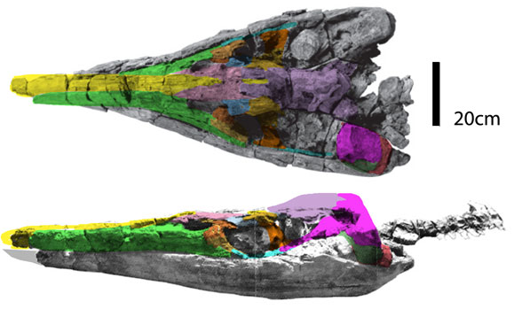 Stenorhynchus skull