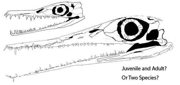 Stereosternum juvenile and adult