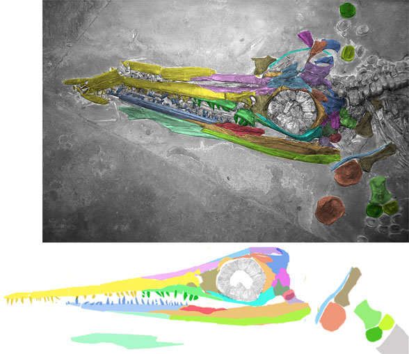 Suevoleviathan skull