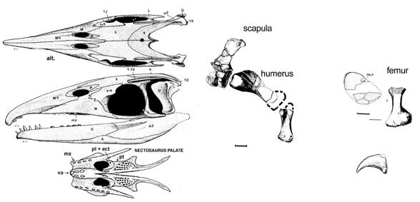 Thalattosaurus