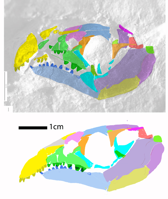 Wachtlerosaurus