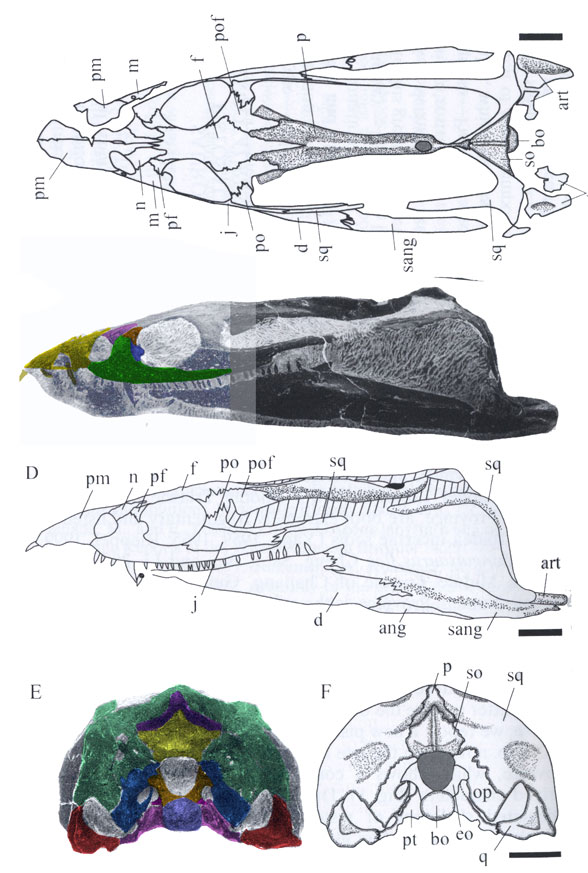 Wangosaurus skull