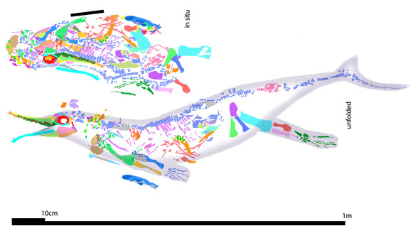 XNGM WS 53 R4 embryo recon