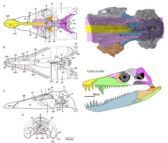 Acostasaurus 3 views