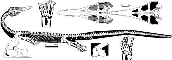 Anshunsaurus