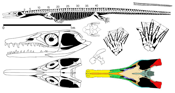 Askeptosaurus