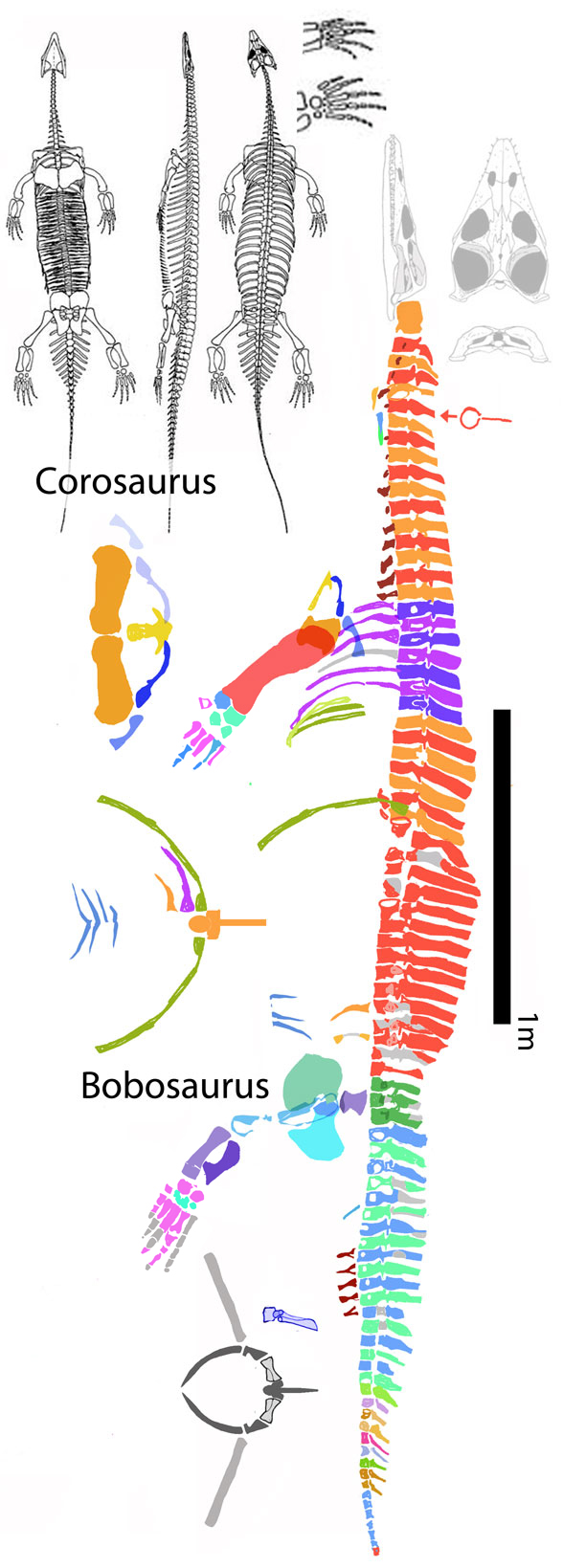 Bobosaurus compared to Corosaurus