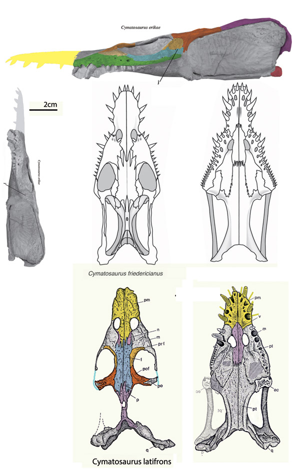 Cymatosaurus skull