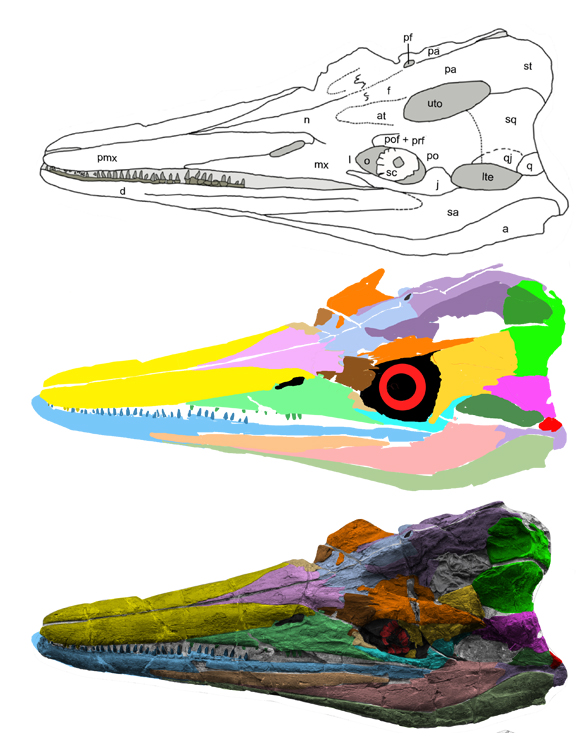 Cymbospondylus youngorum