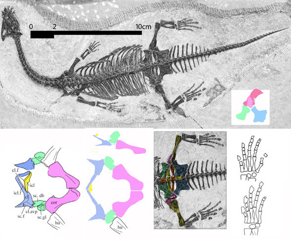 Diangdongosaurus