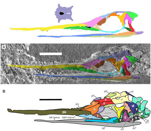 Eohupehsuchus-skull