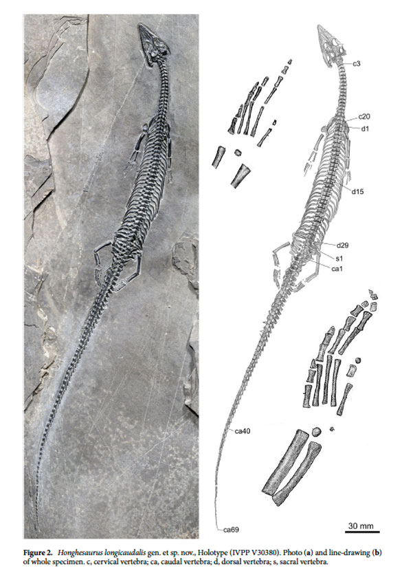 Honghesaurus in situ