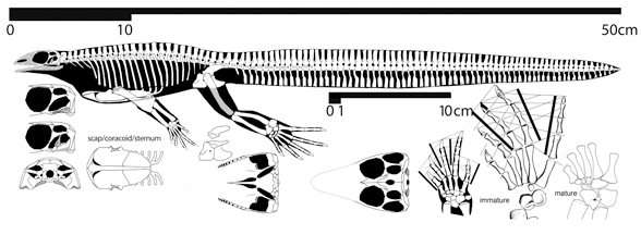 Hovasaurus