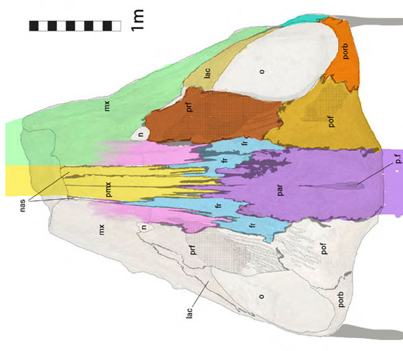 Kronosaurus frontals