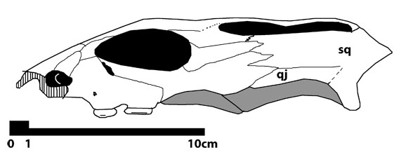 Macroplacus raeticus