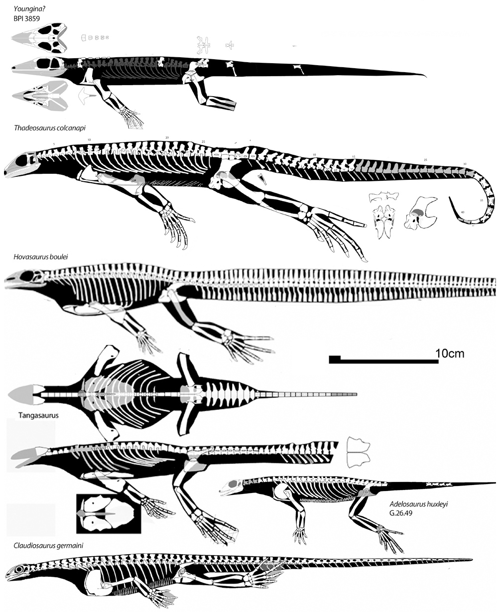 marine younginiformes