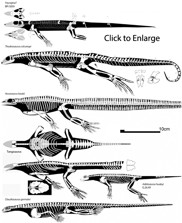 Marine younginiforms