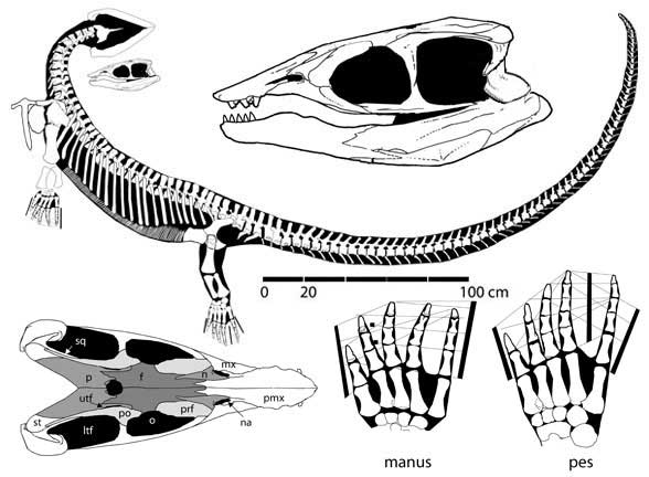 Miodentosaurus