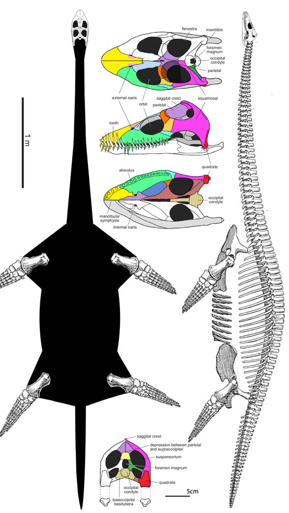 Muraenosaurus