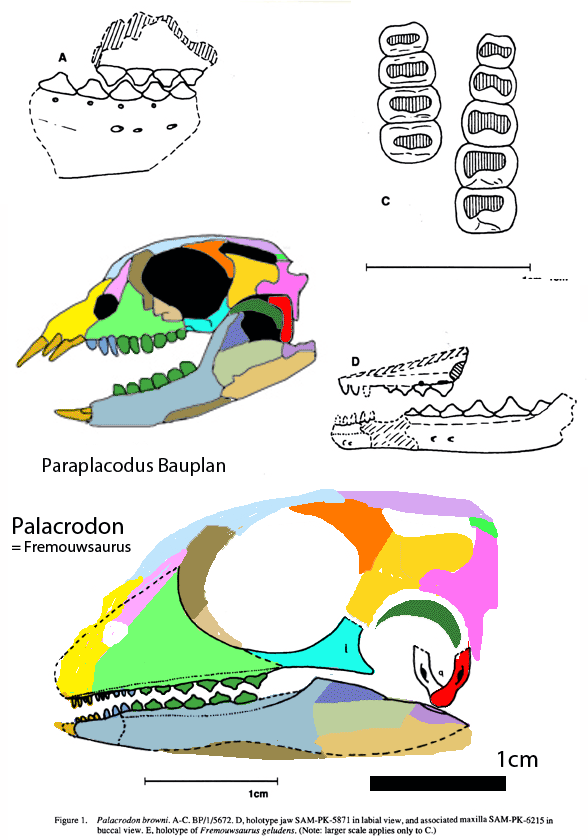 Palacrodon