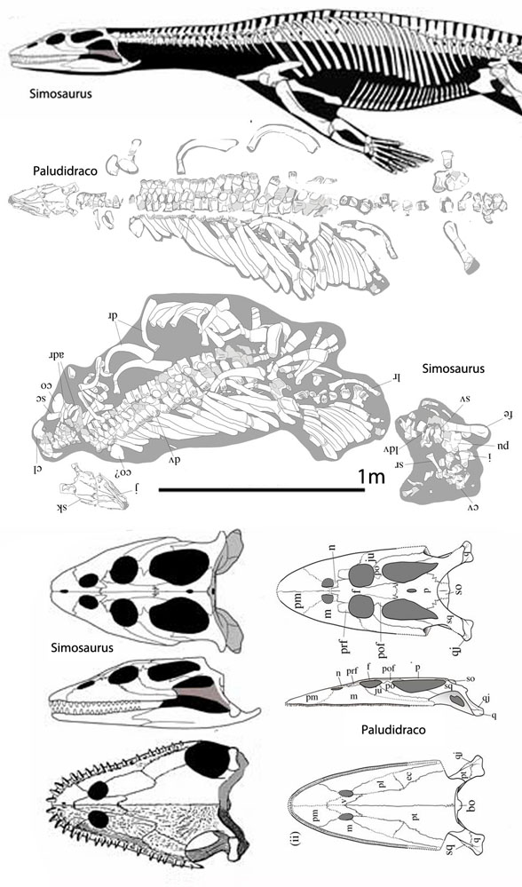 Paludidraco and Simosaurus