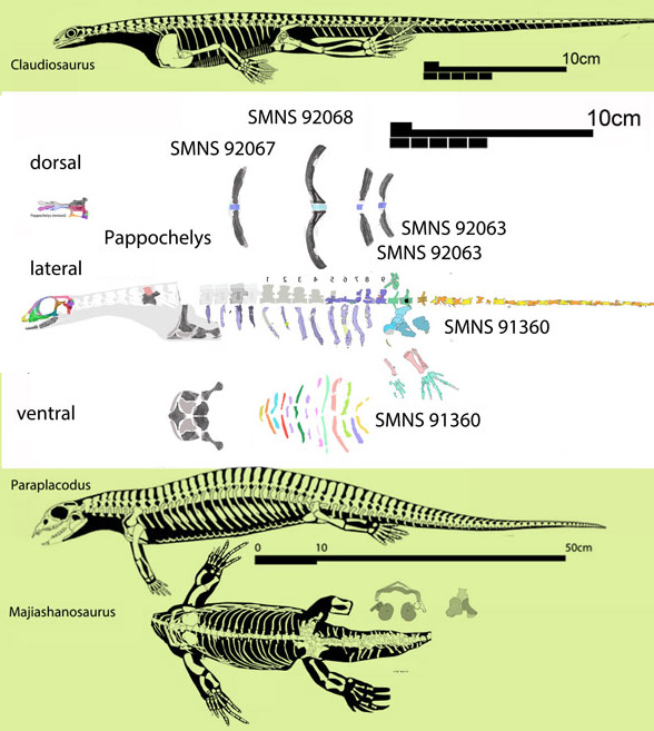 Pappochelys compared