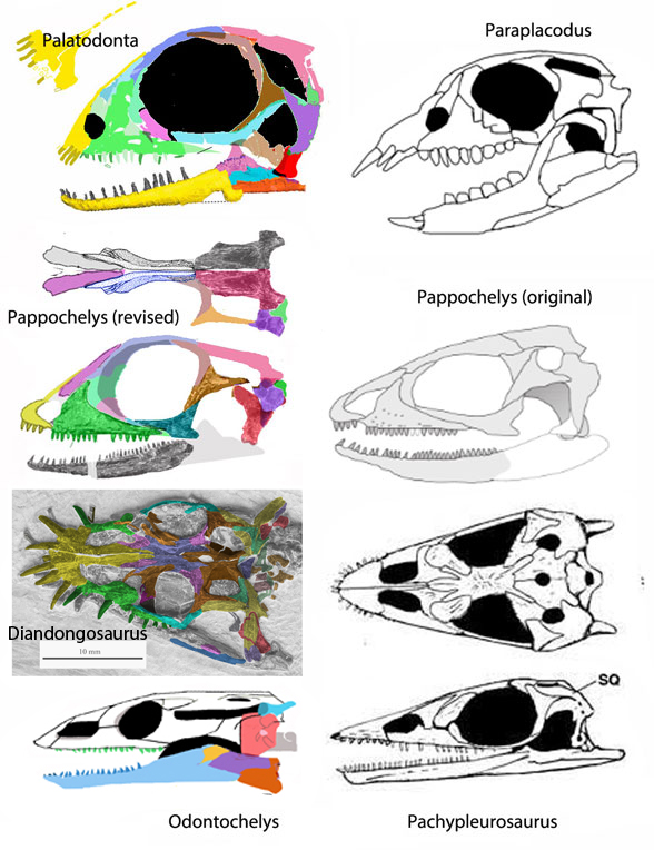 Pappochelys skull