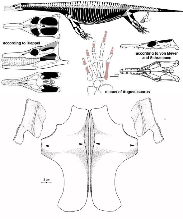 Pistosaurus