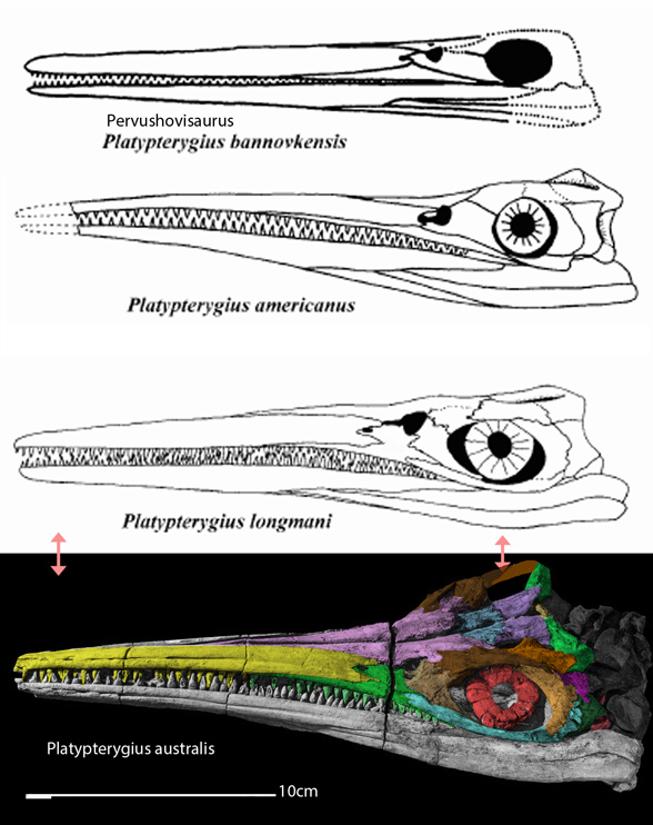 Platypterygius