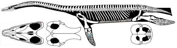 Plesiosaurus