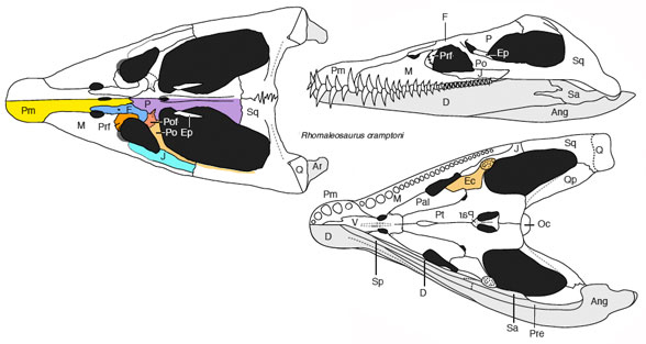 Rhomaleosaurus skull