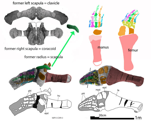 Sachicasaurus flippers